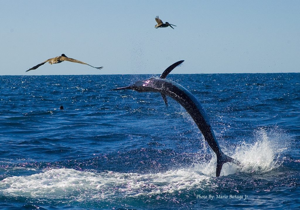 Pesca Deportiva en Los Cabos: Un Ecosistema Sostenible en Acción