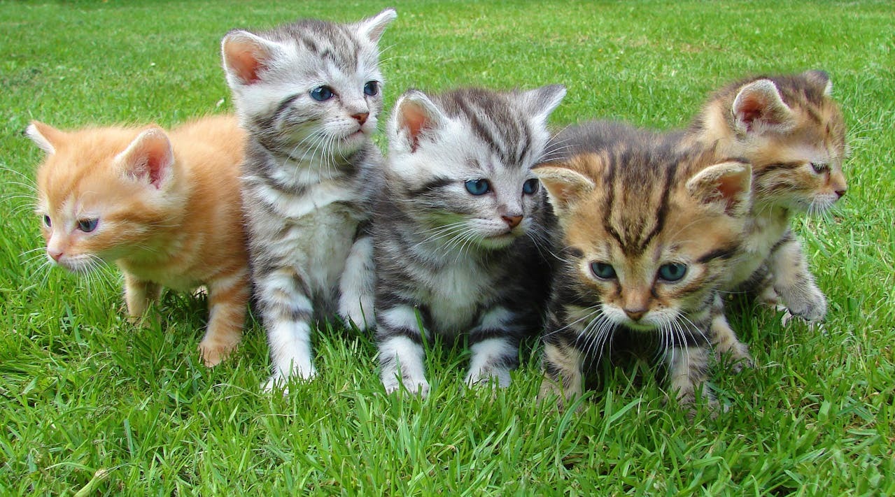 Con IA de Vetesoft, veterinarios toman decisiones más rápidas y acertadas